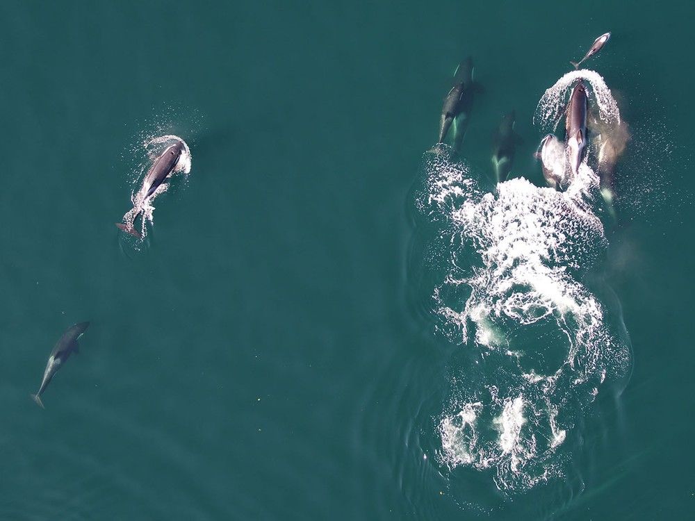 Wildlife works together, why can't politicians?