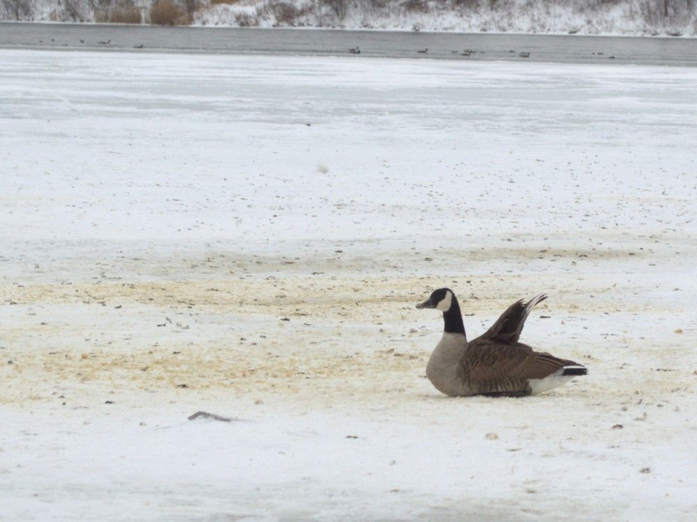 The internet reacts to bird-flu testing in Cornwall's Lamoureux Park