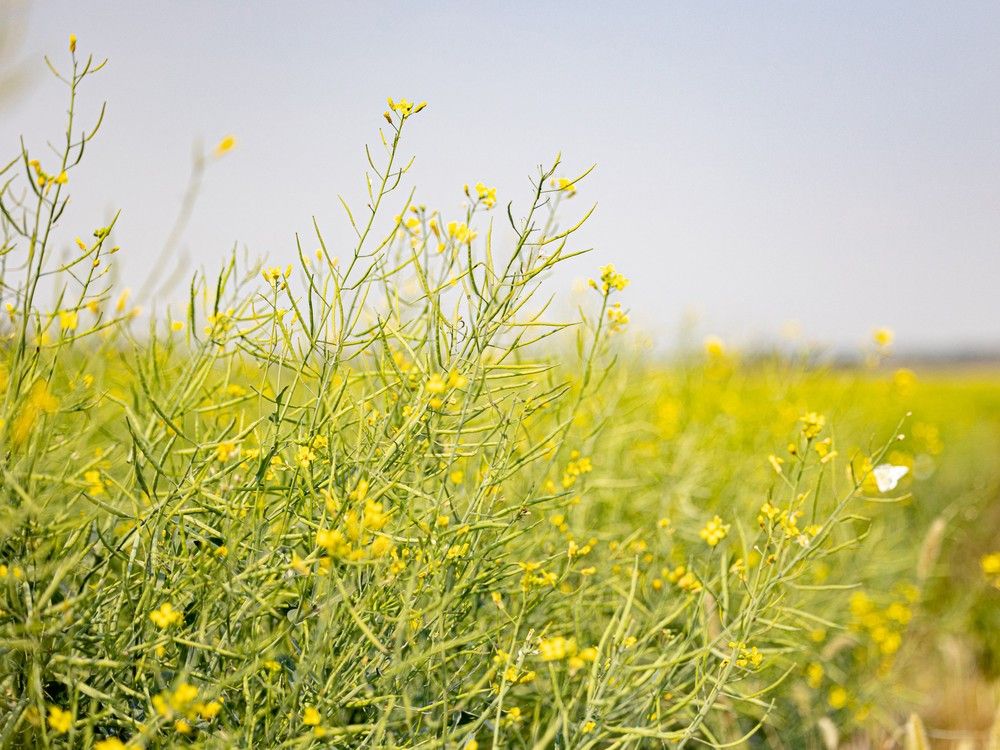 Farmers need ‘certainty’ on canola tariffs, Whitecourt and Peace River MP Viersen says