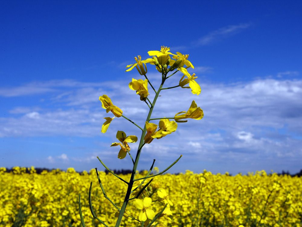 China already bought 10 boatloads of canola