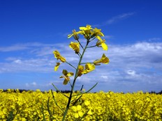 A canola field