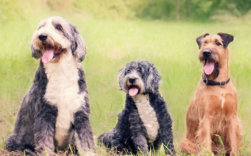 On Jan. 26 and 27, the Kincardine branch of the Bruce County Public Library will have therapy dogs visiting to help students relax.