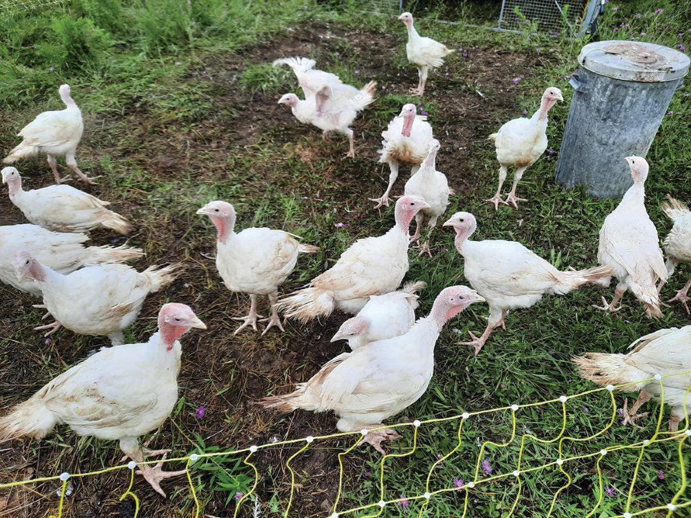 using pastured poultry to increase soil fertility