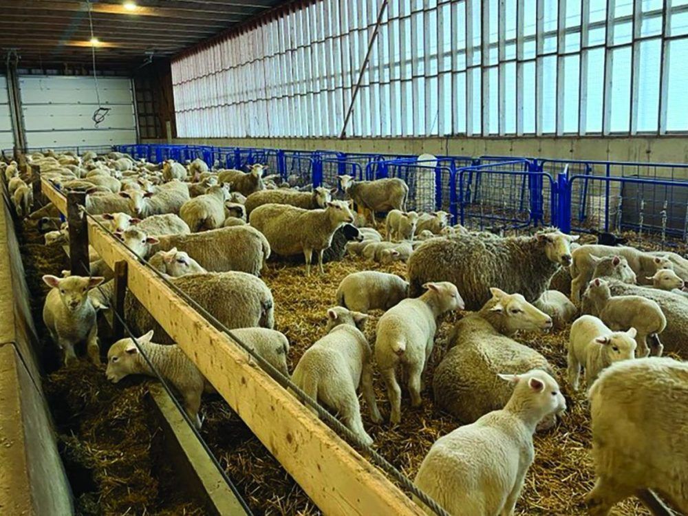 Their new sheep barn at Tyrone hosts a District 7 tour