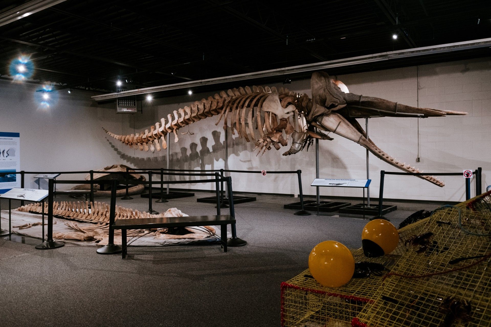 Last chance to see whale exhibit at Quinte Museum of Natural History