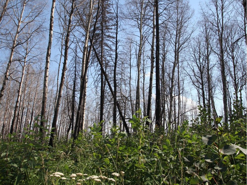 Opinion: Time to put a value on Canada’s natural assets, before it’s too late