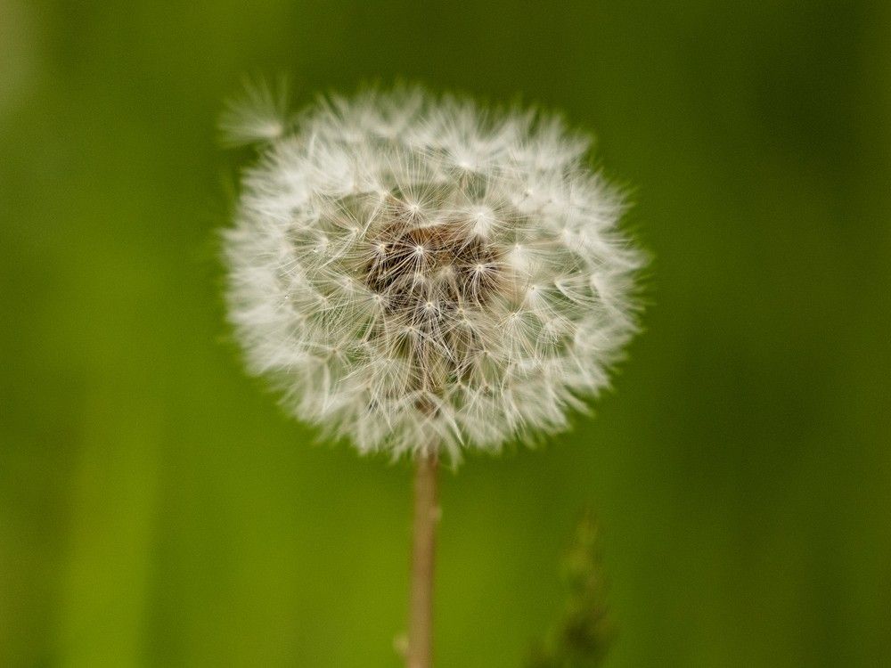 GARDEN CLIPPINGS: The good weeds in your lawn