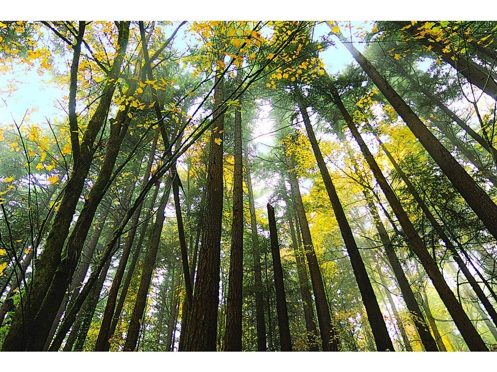 City off track on 2030 climate goals, will reassess plan