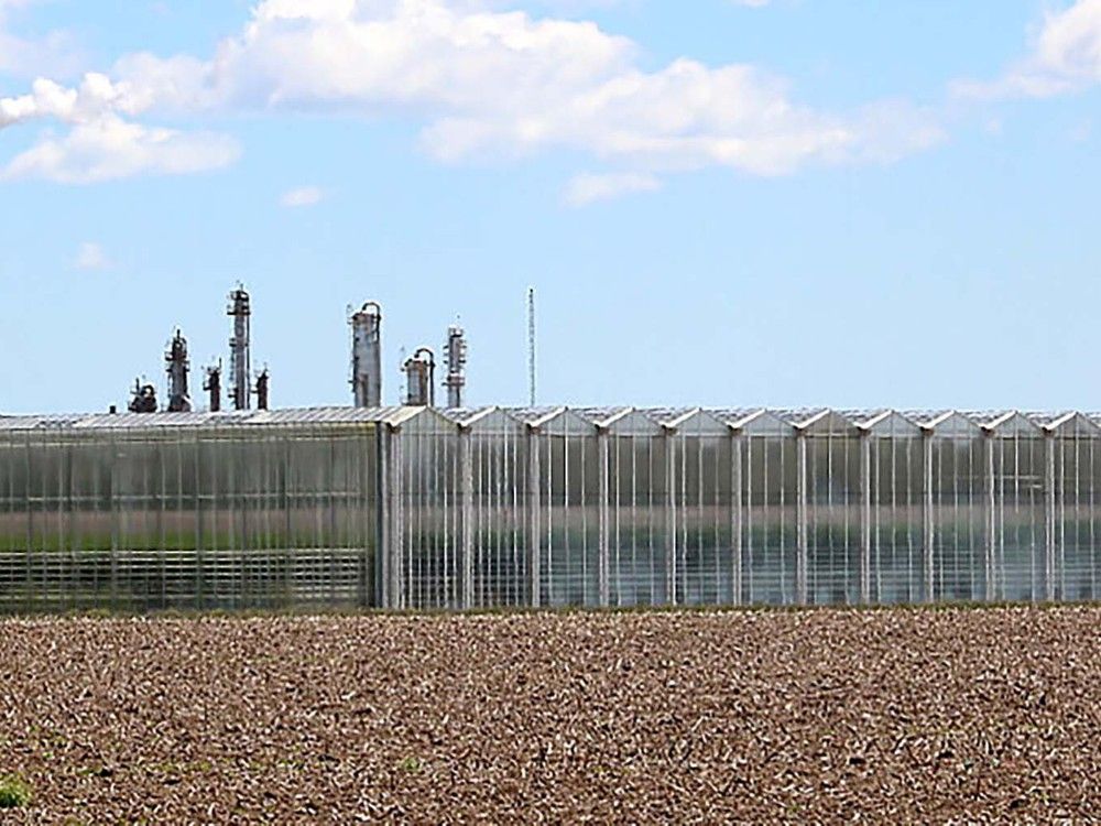 Food for Thought: Research vital to future of greenhouse sector