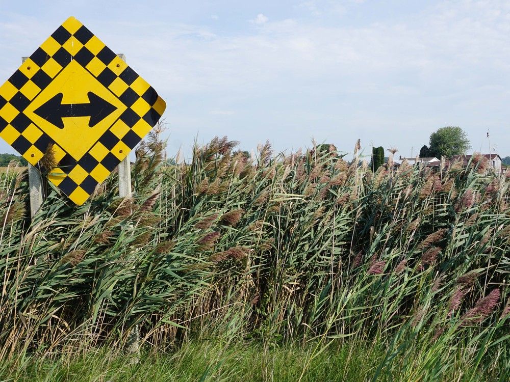A phragmites management group in Lambton County treated about eight hectares of the invasive reed last year.