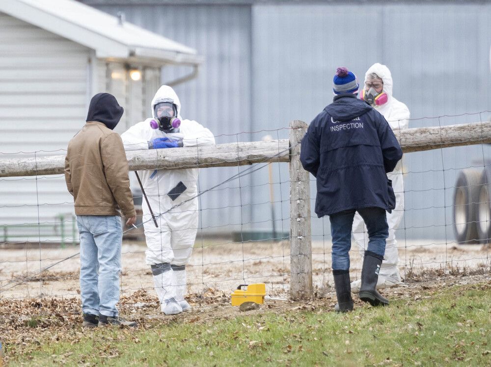CFIA lifts bird flu quarantine measures at four poultry farms near London