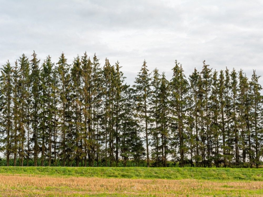 Farmgate: Getting into the debate over roadside tree planting