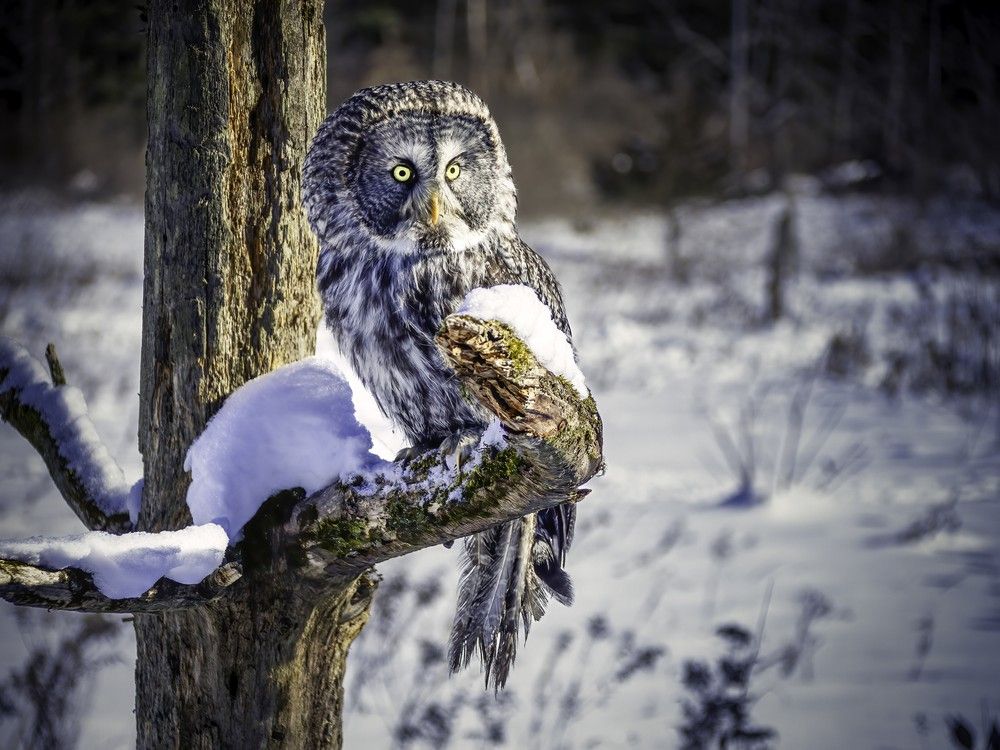 Farmgate: An irruption of great grey owls is underway in Glengarry