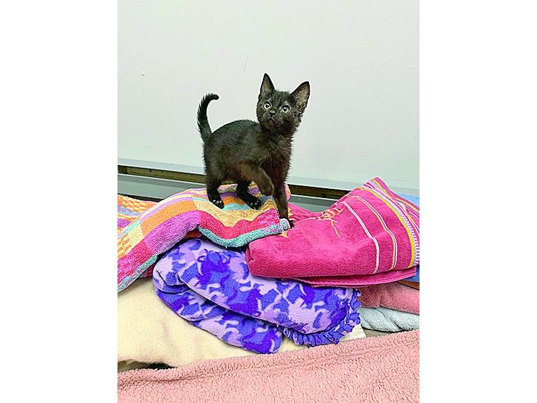 Fundraiser for Humane Society laundry gets legs