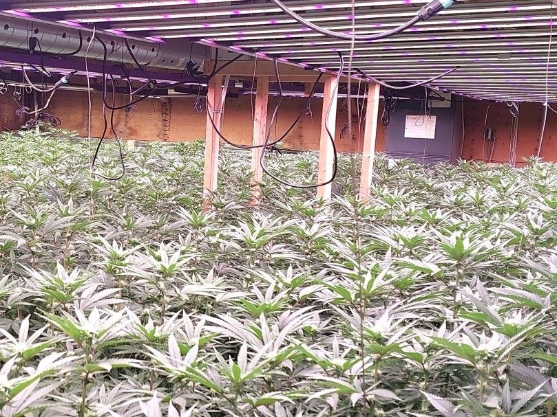 More than $2.1 million in illegal cannabis seized in Central Huron