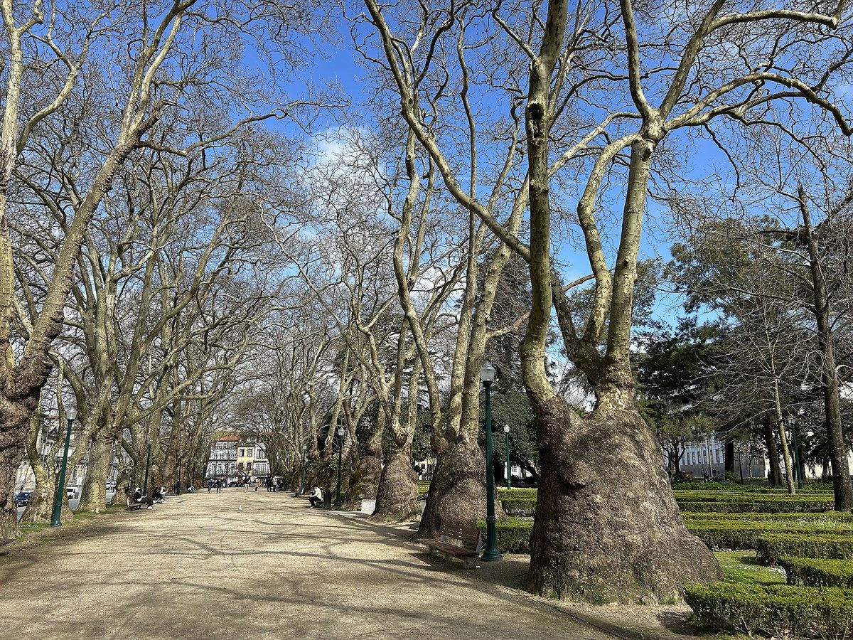 GARDEN CLIPPINGS: Sycamores grow comfortably in different climates