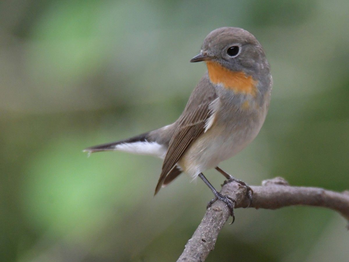 Pembroke birder spots super rare visitor from Asia in Vancouver