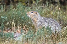 Richardson's Ground Squirrel