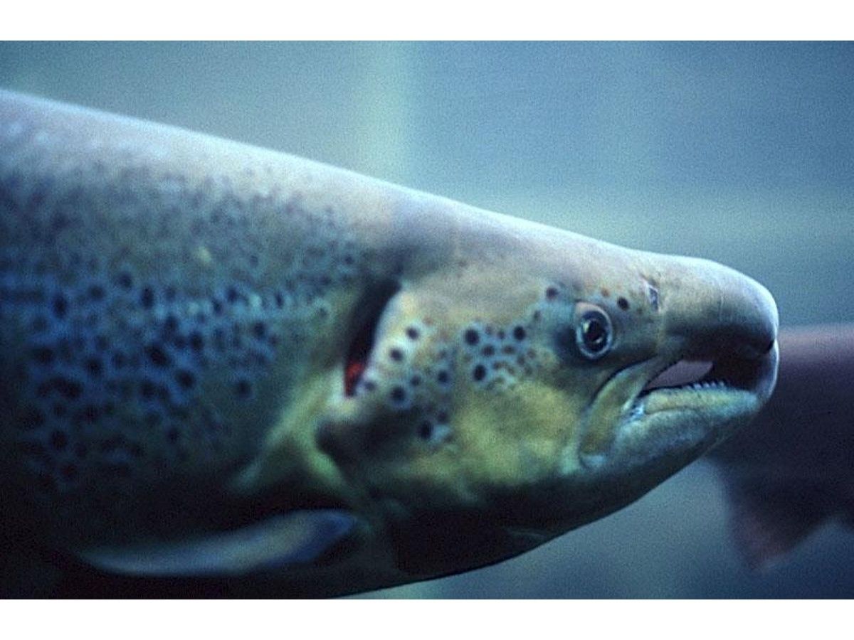 UPDATE: Atlantic salmon conservation efforts land more than $100M in funding