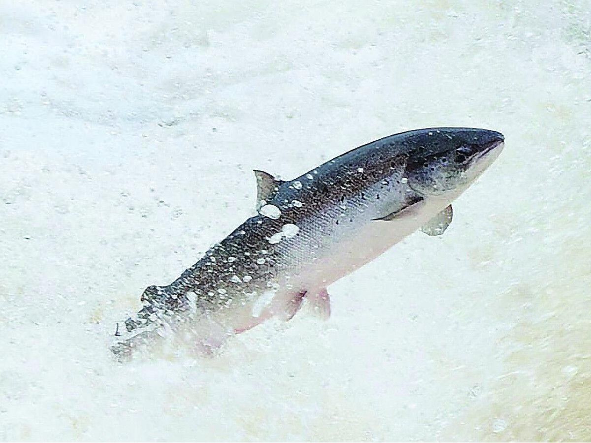 Opinion: Government abandoning its obligations for Wolastoq and Neqotkuk salmon
