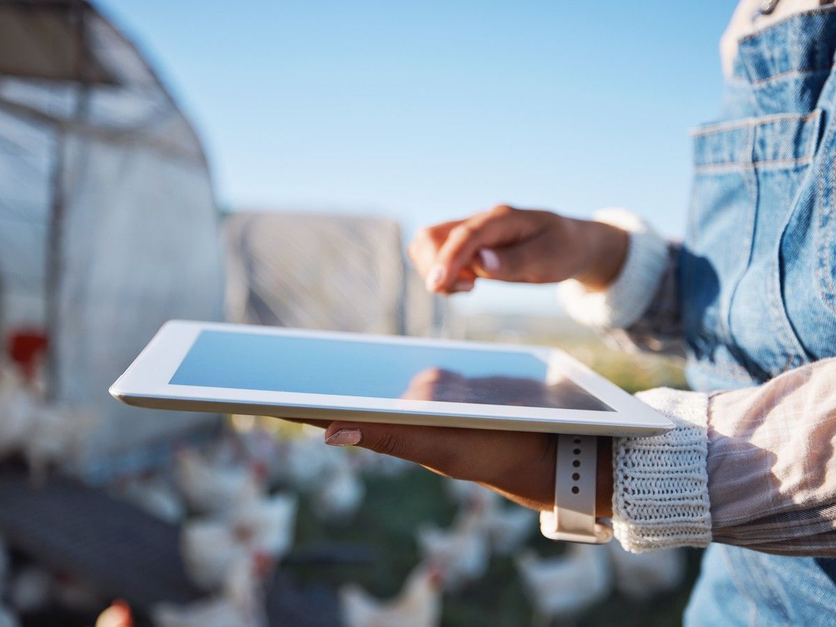 Farmgate: The return of farm and consignment auctions