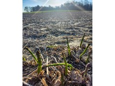 The asparagus crop at Dalton White Farms near Delhi, Ontario was almost a complete loss due to frost as evening temperatures plummeted to -4 C in Norfolk County on Saturday, May 2, 2026.
