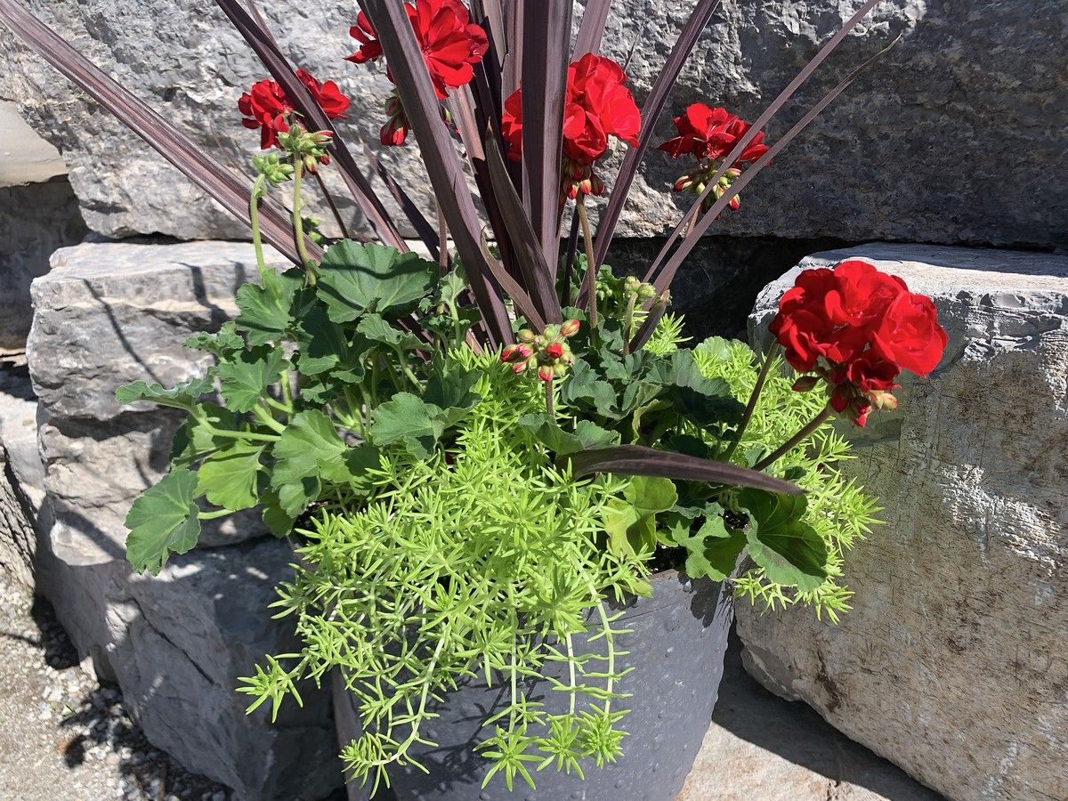 ed geranium, Red Star Spike and Lemon Coral sedum