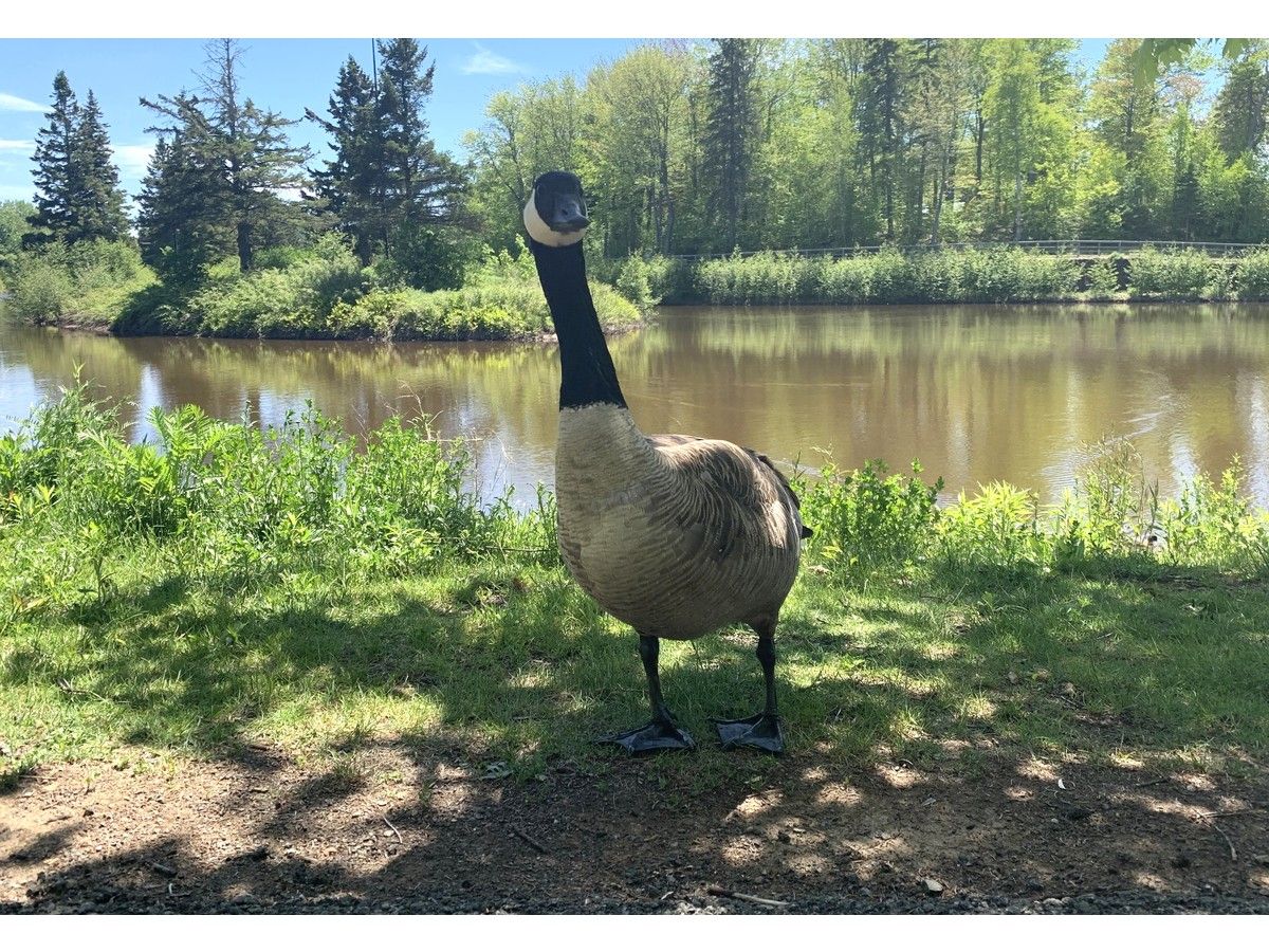 City using new technique to control geese at Centennial Park