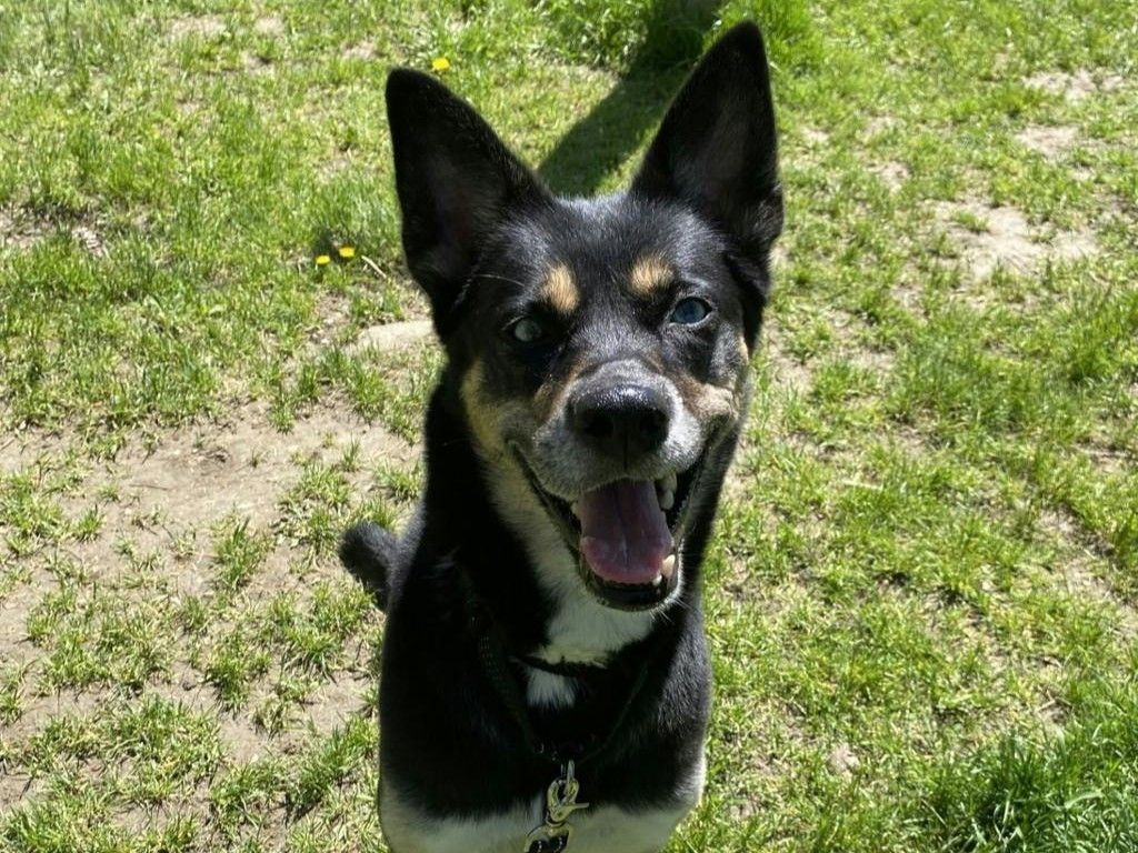 Abandoned dog's emergency surgery prompts urgent call for support