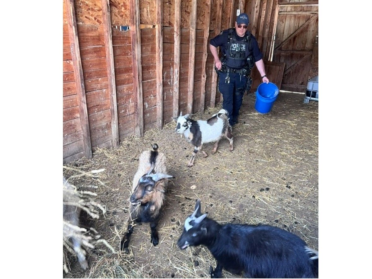 Paw Patrol: Whitecourt traffic RCMP recall efforts helping locals and animals during wildfire