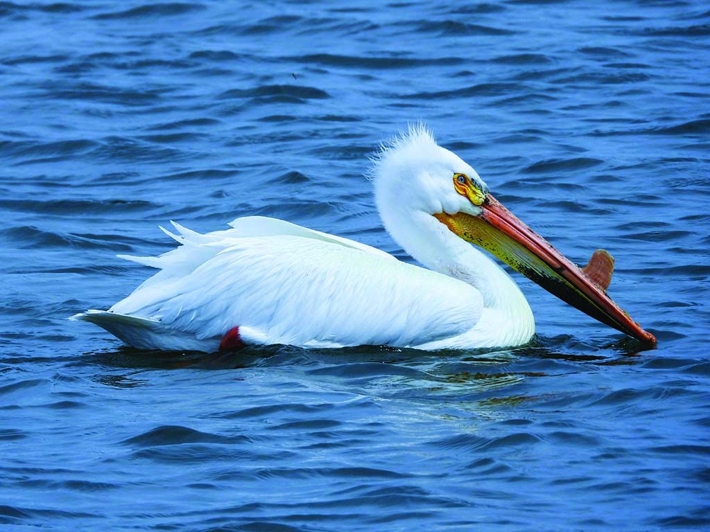 Leduc in a flash: Pelican season