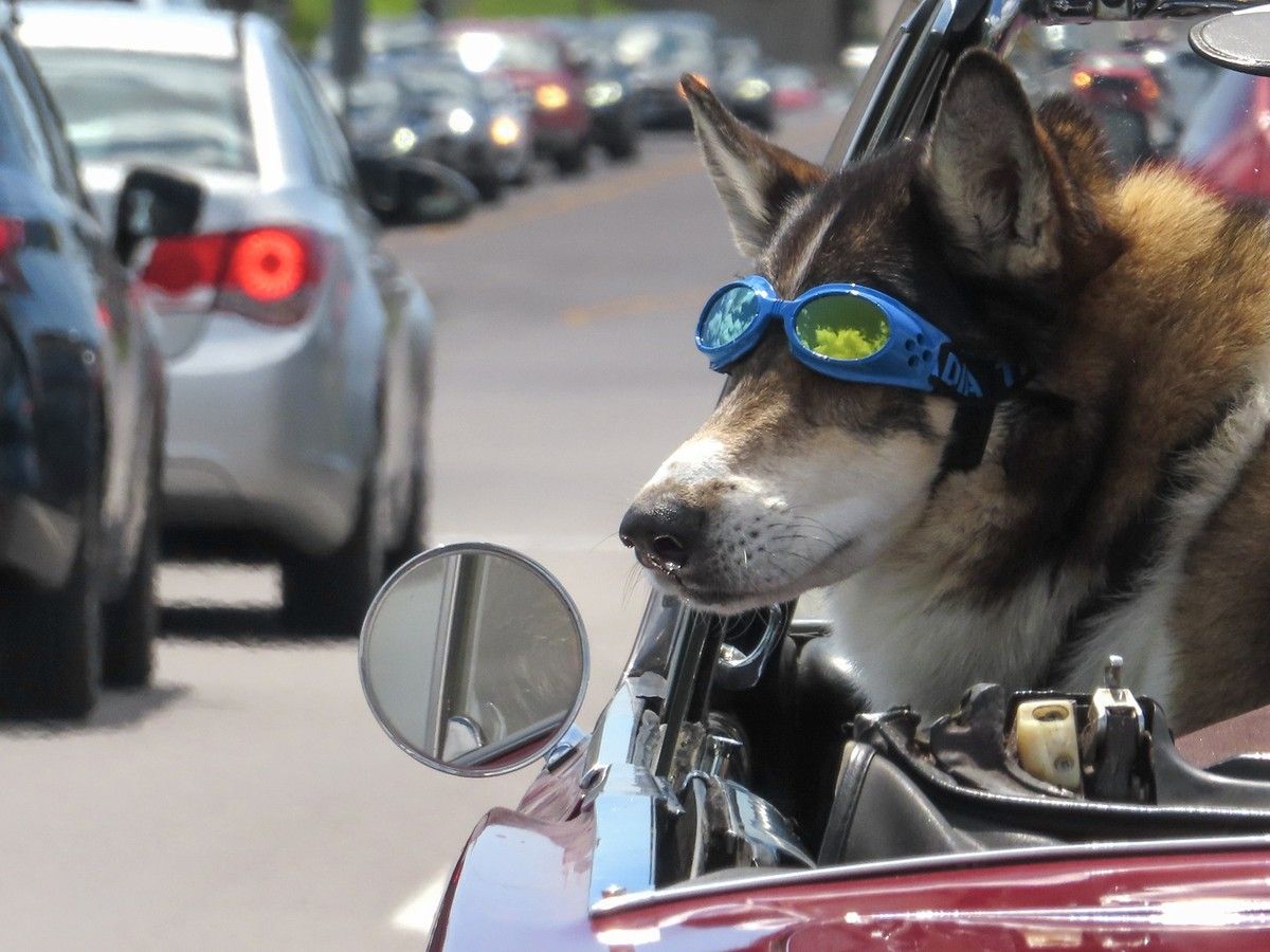 STANDALONE PHOTO: Eyes on the road, sir!