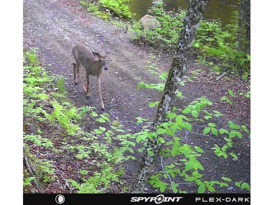 Trail cam picture of a deer