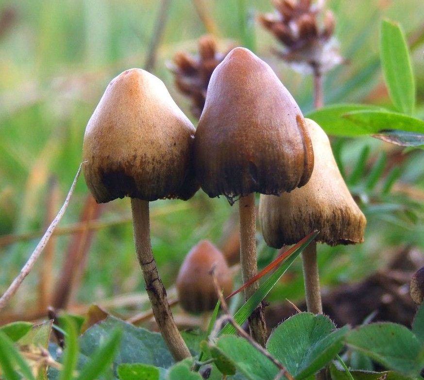 magic mushrooms