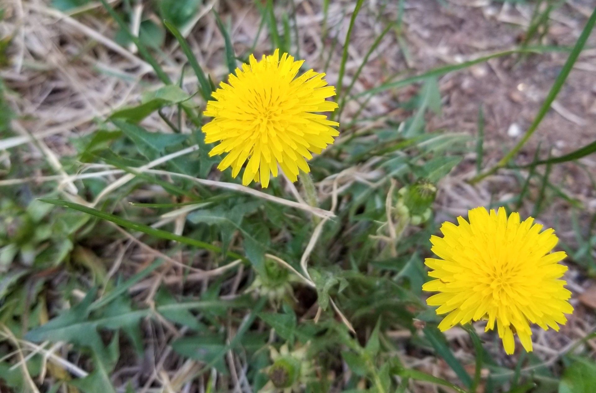 Dandelions
