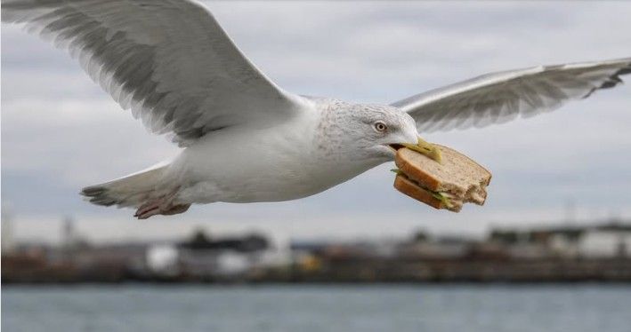 Saugeen Shores police issue feathered lunch thief warning