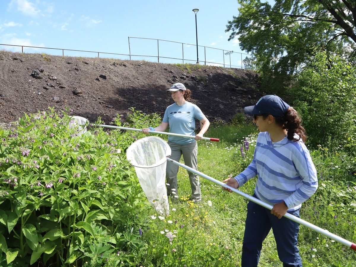 Researchers studying Sudbury's bumblebee population