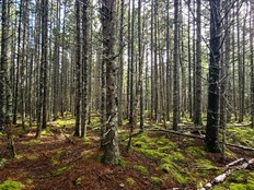 forest