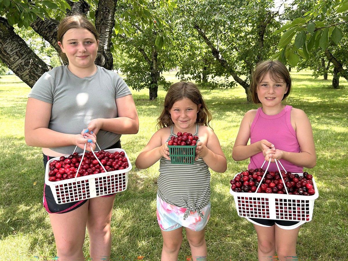 Last year, Norfolk County farms produced eight million pounds of sour cherries. This year? None. Here’s why