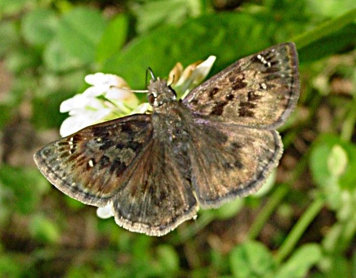 Marmora and Lake convicted of violating Endangered Species Act