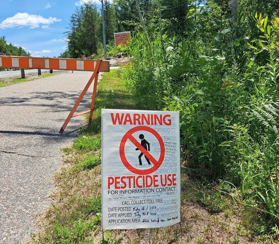 Introduced or native: Why phragmites a problem for Espanola area