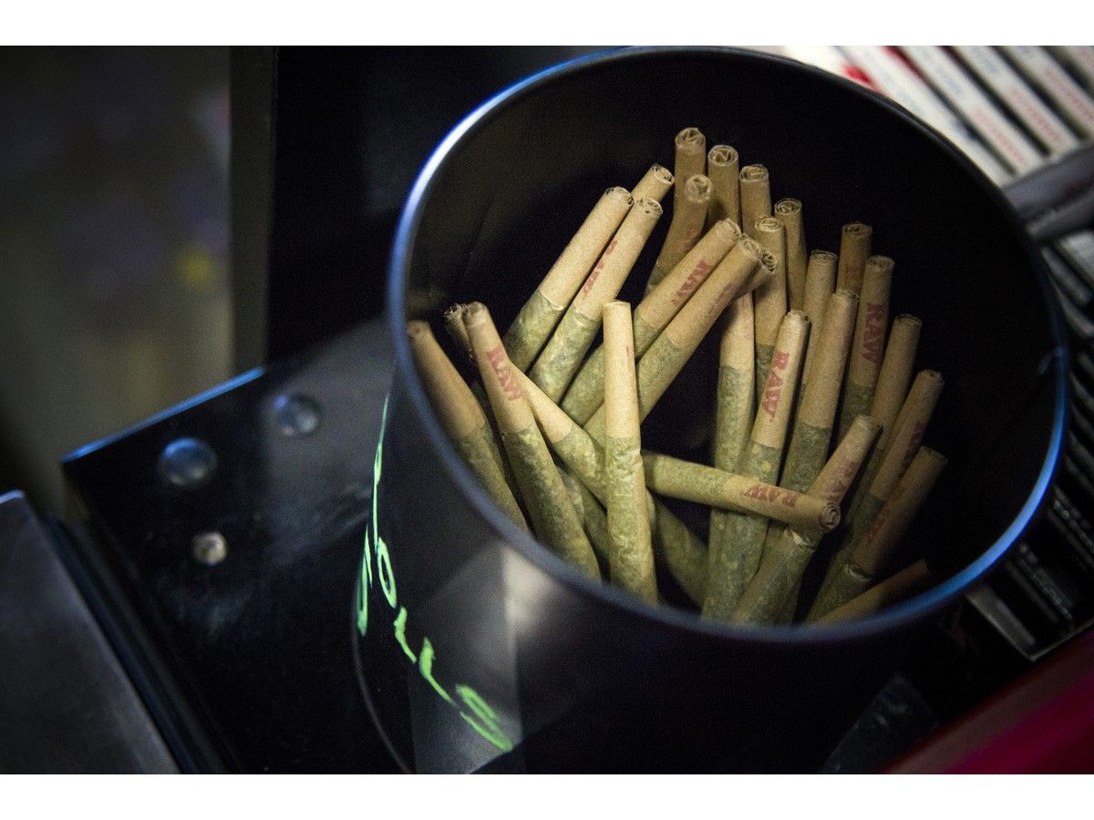 Cannabis NB turns to cheap joints to fight black market