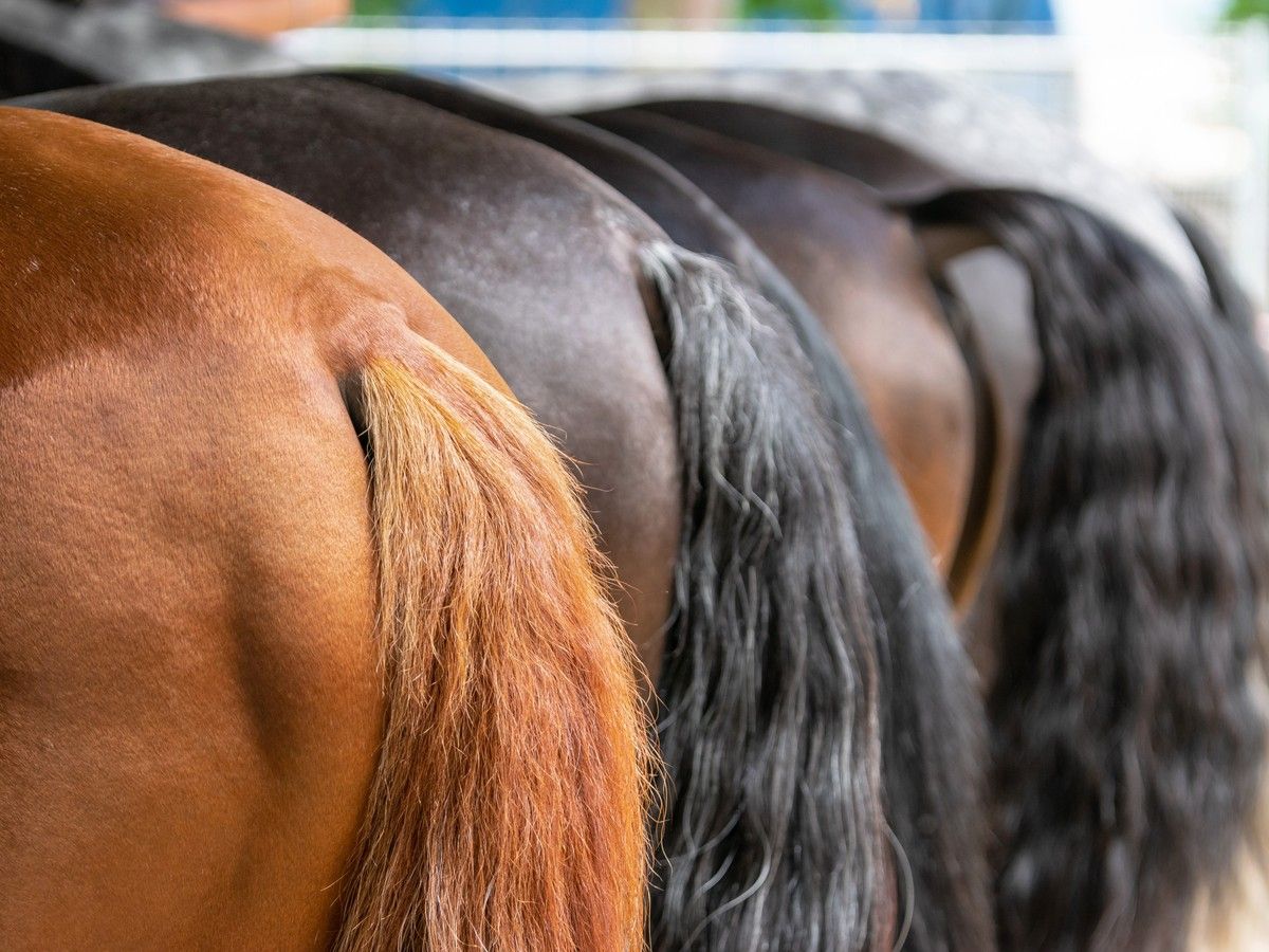 Farmgate: Animal modifications are on their way out