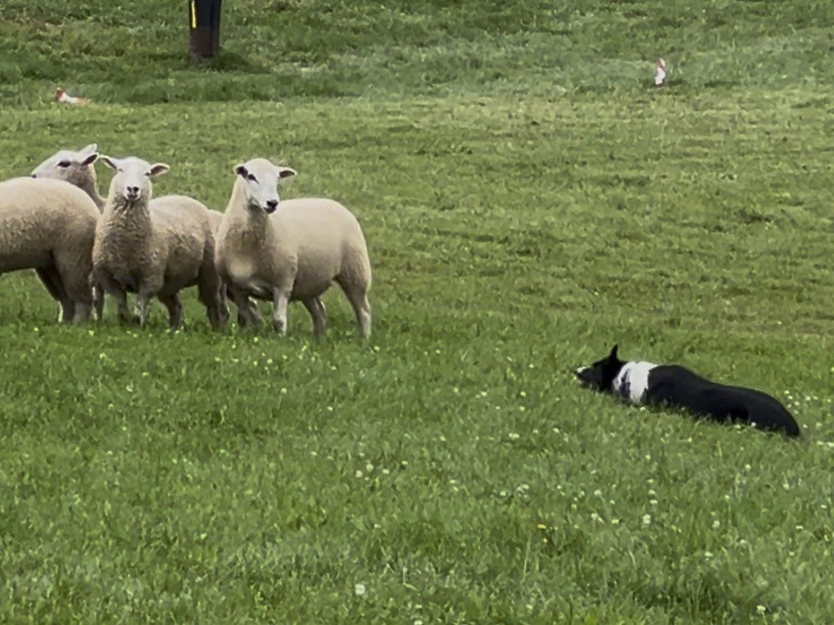 border collie heards shep