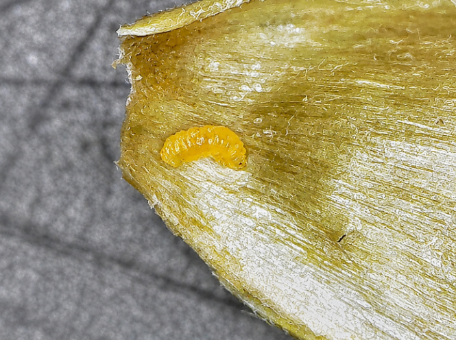 Larvae found in Ontario winter wheat