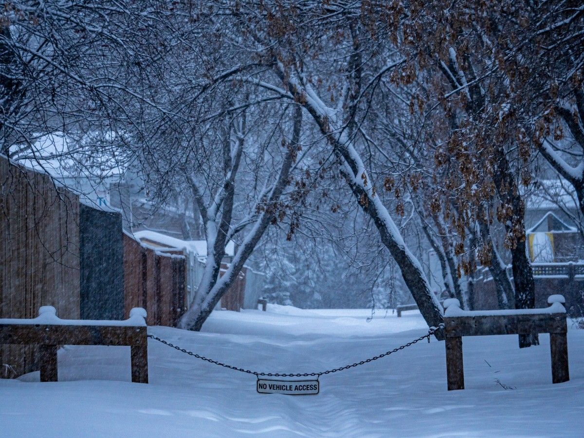 Snow falls on trees and a path in Fort McMurray on the morning of January 16, 2025.
