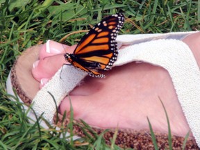 A monarch butterfly finds a convenient place to rest after its release during the ninth annual Near North Palliative Care Network's Live Butterfly Release in July 2018. The palliative care network and North Bay Heritage Gardeners are using a grant from the North Bay and Area Community Foundation to create a flowerbed for pollinators at the North Bay Waterfront. Nugget File Photo