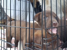 The Pet Valu Animal Rescue Express road crew returned to North Bay from northern Manitoba, Tuesday, with 43 dogs and puppies. Some of the dogs and puppies will be up for adoption this fall. Supplied photo