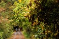 The Galloping Goose Trail on Vancouver Island.