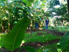 ToursByLocals guide Ela Velunza shows off an urban backyard farm near Café Ajiaco. Jennifer Bain Photo